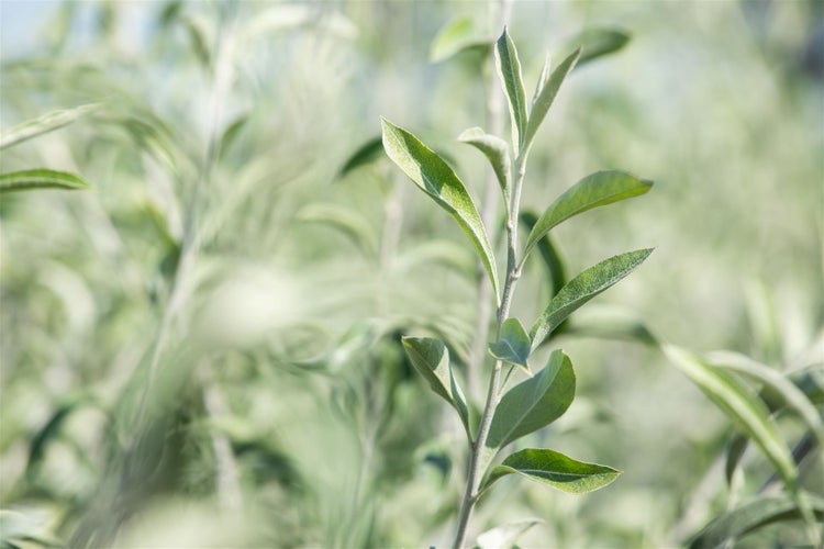 Nahaufnahme eines Weidenzweigs mit länglichen Blättern in einem Garten