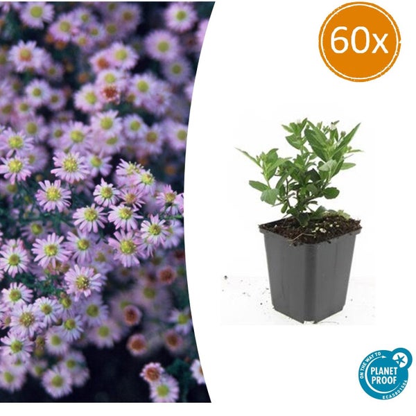 Zierstaude - Wilde Aster - Aster ageratioides 'Stardust' - 9cm Topf - Set mit 60 Pflanzen