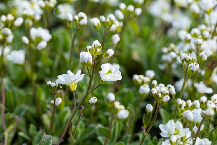 Arabis procurrens 'Neuschnee', Gänsekresse, weiß, ca. 9x9 cm Topf