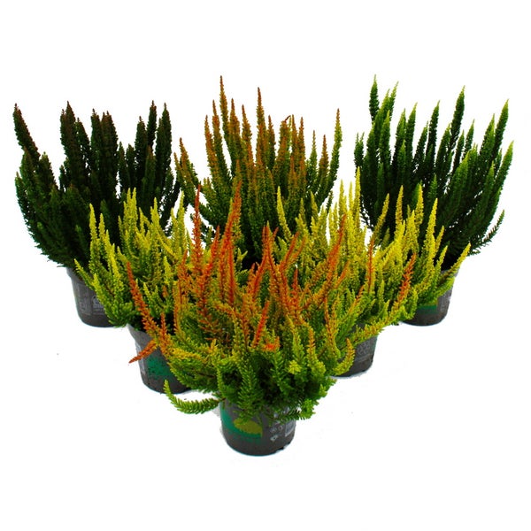 Calluna Green Nature Grüne Besenheide Heidekraut winterhart 11cm Topf Set mit 6  versch. Pflanzen