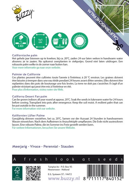 Kalifornische Fächerpalme Anzuchtinformationen