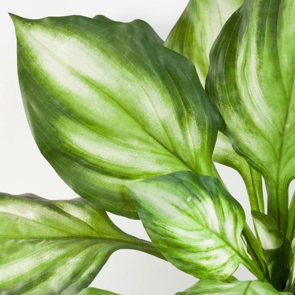 Nahaufnahme der panaschierten Blätter einer Zimmerpflanze mit hellgrüner und dunkelgrüner Maserung.