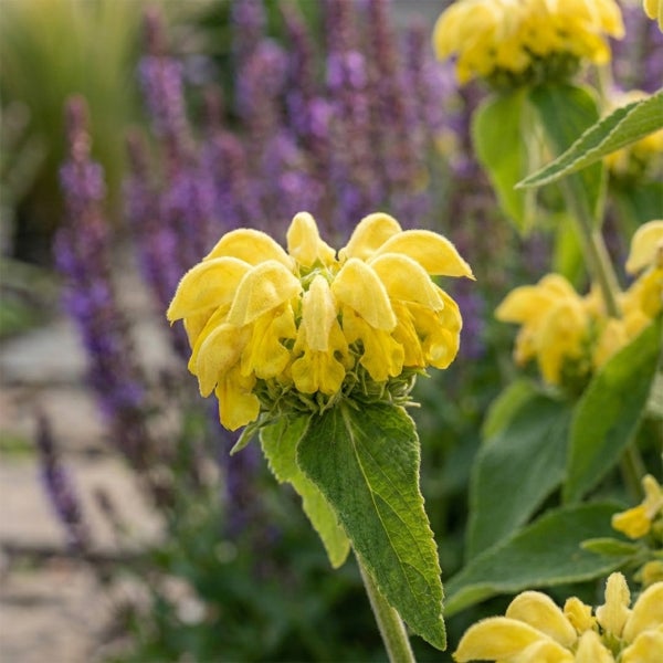 Gelbes Brandkraut (Phlomis) im Garten mit lila Blüten im Hintergrund.