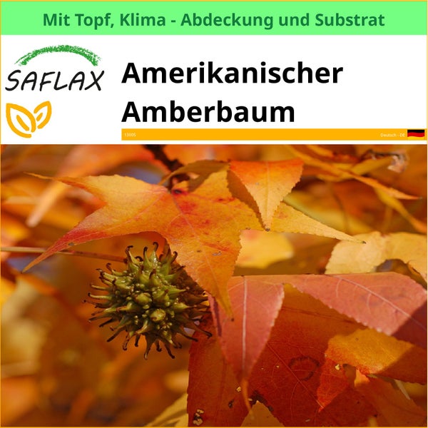 Amerikanischer Amberbaum mit Topf, Klimaabdeckung und Substrat