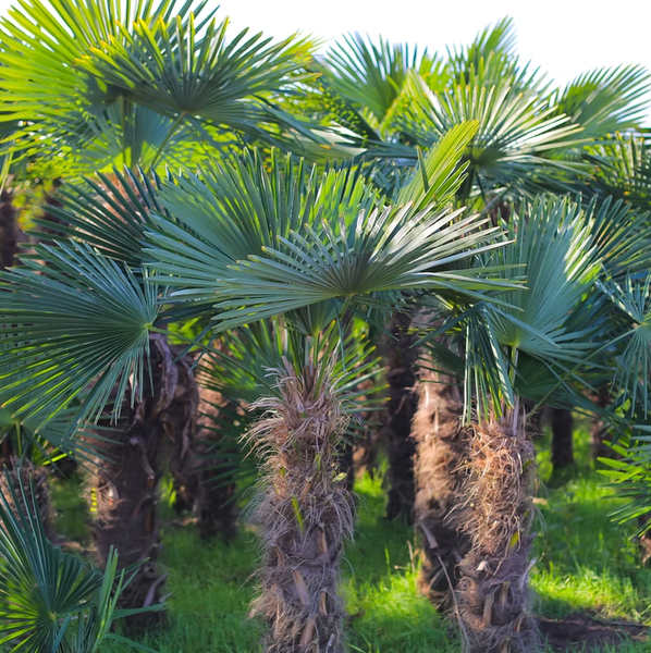 PALME TRACHYCARPUS FORTUNEI HÖHE 400CM Winterhärte: bis –19 °C