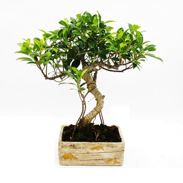 Bonsai fürs Zimmer - in moderner Trendkeramik - Zimmerbonsai Ficus - 8 Jahre alt - Holzoptik