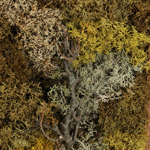 Nahaufnahme von konserviertem Islandmoos mit einem kleinen Ast