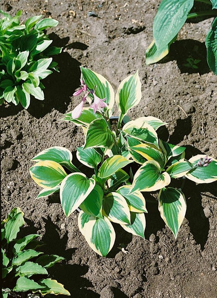 Hosta x fortunei 'Twilight', Funkie, grün-gelb, ca. 11x11 cm Topf