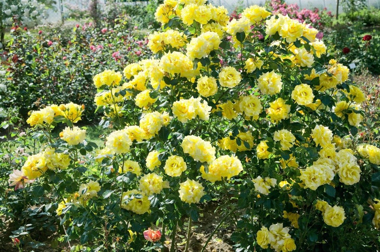 Rosa 'Lichtkönigin Lucia', gelb, ca. 5-7,5 Liter Container