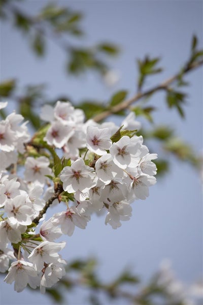 Nahaufnahme einer blühenden Kirschblüte an einem Baumzweig mit Blütenknospen vor einem klaren Himmel.