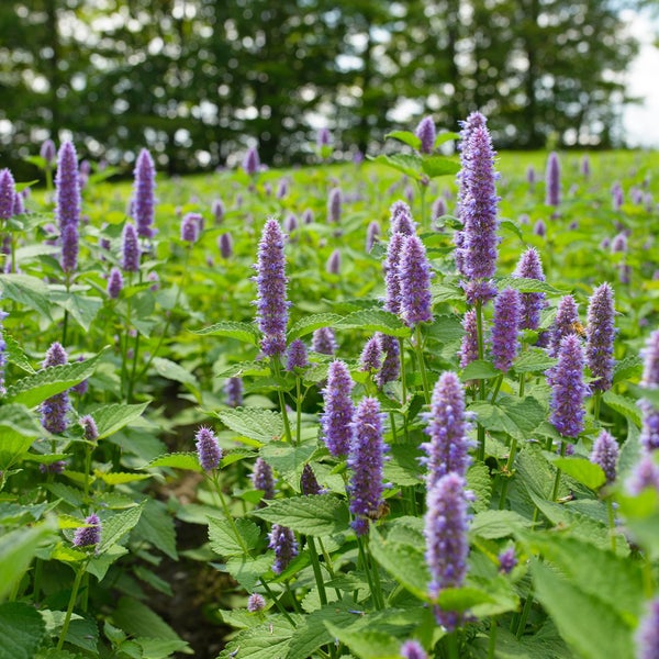 Feld mit Agastachenpflanzen