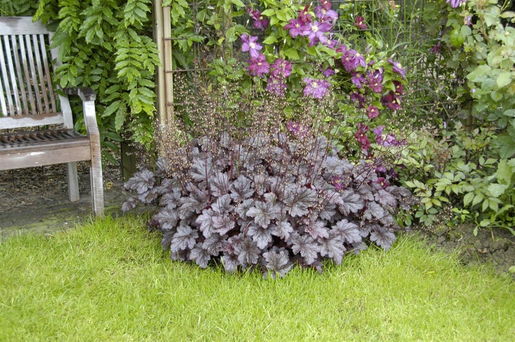 Heuchera micrantha 'Palace Purple', Purpurglöckchen, ca. 9x9 cm Topf
