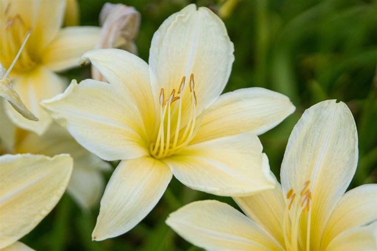 Hemerocallis x cult. 'Frances Fay', Taglilie, rosa, ca. 11x11 cm Topf
