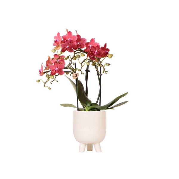 Phalaenopsis Orchidee im weißen Keramiktopf mit Füßen.
