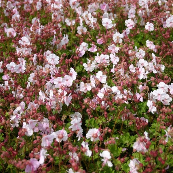 Nahaufnahme von blühenden Geranium Pflanzen mit grünen Blättern