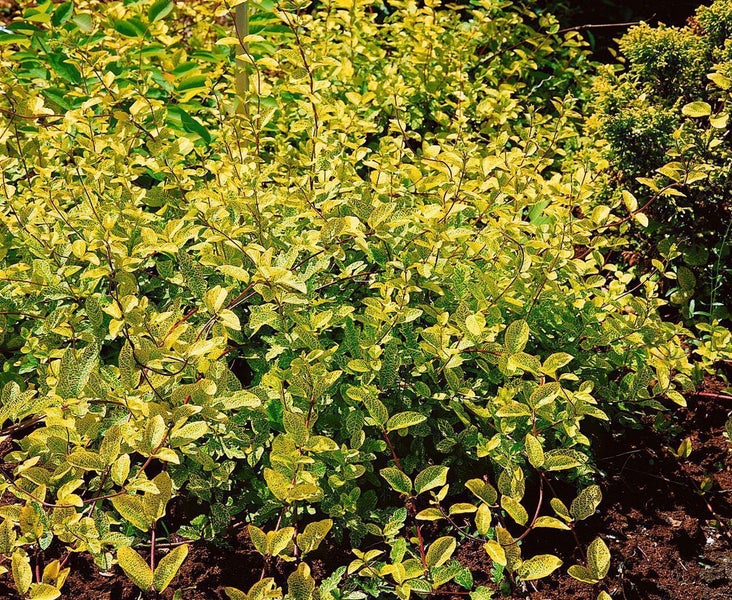 Lonicera japonica 'Aureoreticulata', Japanisches Geißblatt, 150–200 cm
