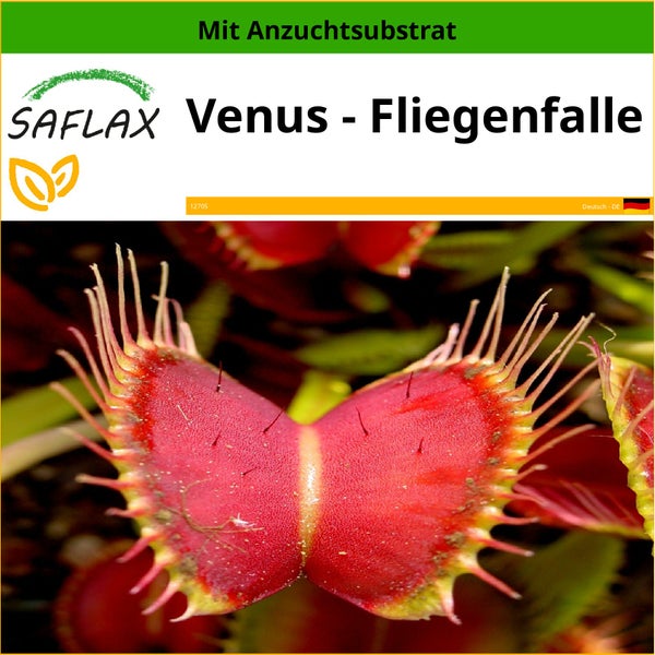 SAFLAX  - Venus - Fliegenfalle - Dionaea muscipula - 10 Samen - Mit keimfreiem Anzuchtsubstrat