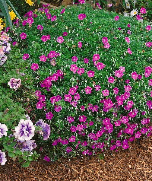 Geranium psilostemon 'Patricia', Storchschnabel, leuchtend pink, ca. 11x11 cm Topf