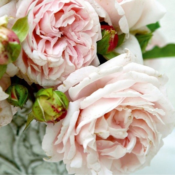 Nahaufnahme von Rosenblüten und Knospen