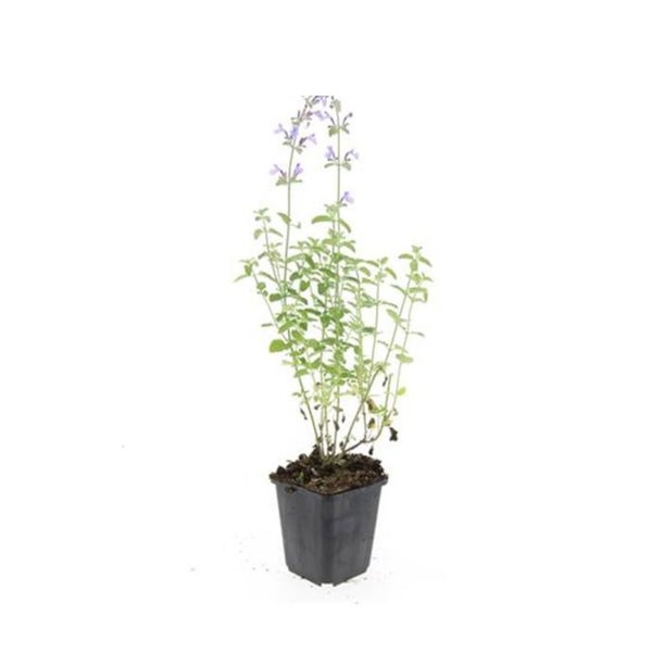 Katzenminze - Nepeta faassenii 'Walker's Low' - pflegeleichte Staude - 9cm Topf - Set mit 60 Pflanzen