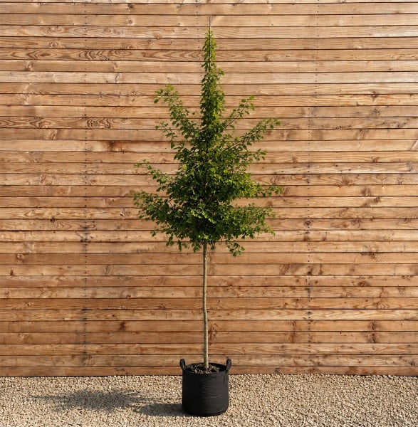 Ein hochstämmiger Baum mit grünen Blättern in einem schwarzen Pflanzkübel vor einer Holzfassade.