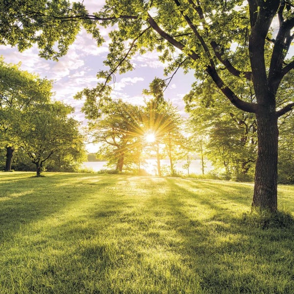 Sonnendurchflutete Wiese mit Bäumen und Sonnenstrahlen