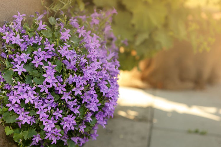 Campanula portenschlagiana 'Birch', Polsterglockenblume, ca. 9x9 cm Topf
