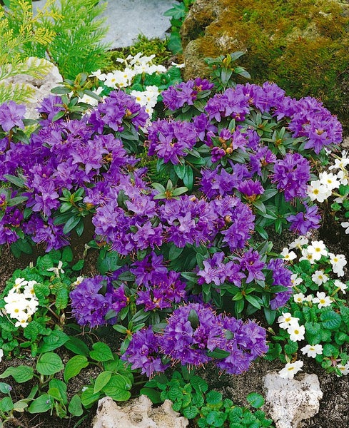 Rhododendron impeditum 'Gristede', Zwerg-Rhododendron, lila, 15–20 cm