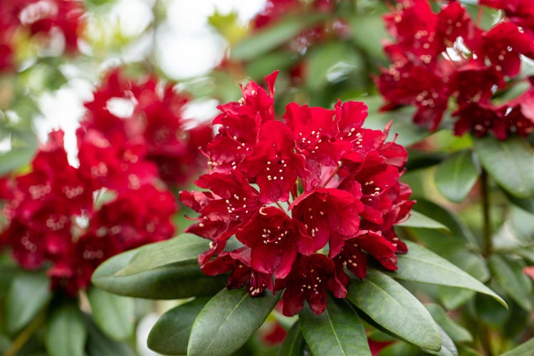 Nahaufnahme einer roten Rhododendronblüte mit grünen Blättern