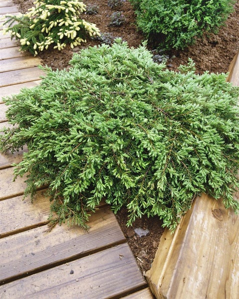 Juniperus communis 'Green Carpet', Wacholder, 30–40 cm
