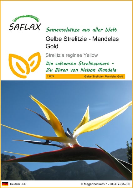 SAFLAX  - Gelbe Strelitzie - Mandelas Gold - Strelitzia reginae Yellow - 4 Samen