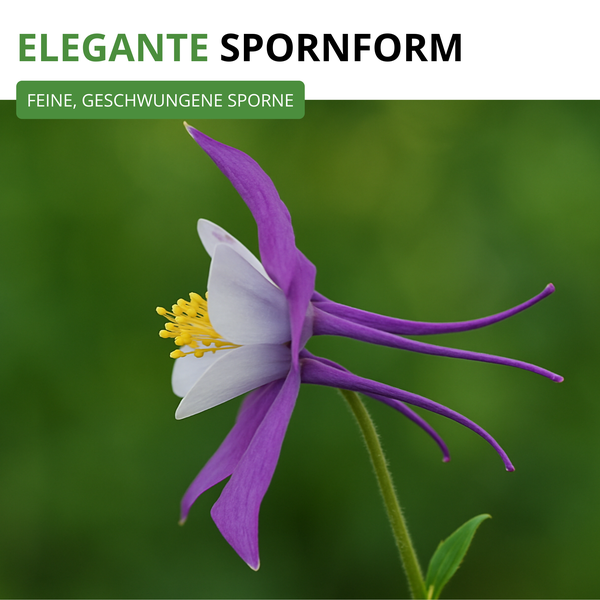 Akelei mit feinen, geschwungenen Sporen