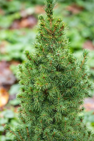 Picea glauca 'Blue Wonder', Zuckerhutfichte, blaugrün, 20–25 cm