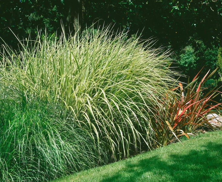 Verschiedene Ziergräser im Gartenbeet
