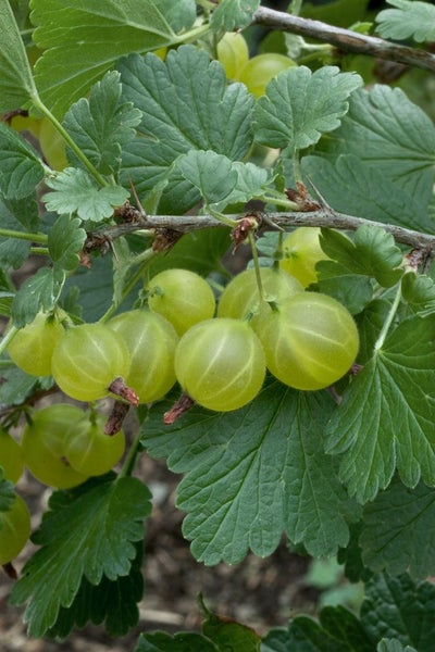 Ribes uva-crispa 'Hinnonmäki Grün', Stachelbeere, grün, 90 cm Stammhöhe