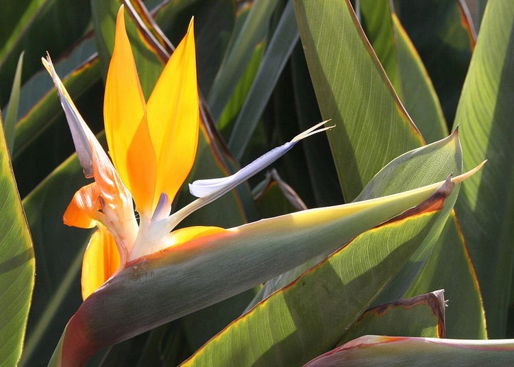 SAFLAX Garden to go - Gelbe Strelitzie - Mandelas Gold - Strelitzia reginae Yellow - 4 Samen - Mit Topf, Klima - Deckel und Anzuchtsubstrat