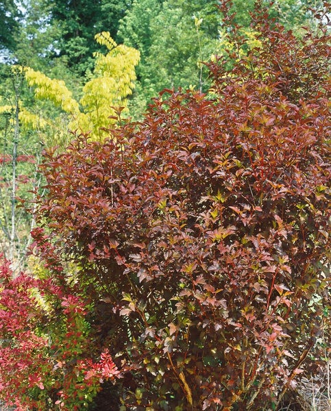 Physocarpus opulifolius 'Diable d'Or', Fasanenspiere, goldorange, 80–100 cm