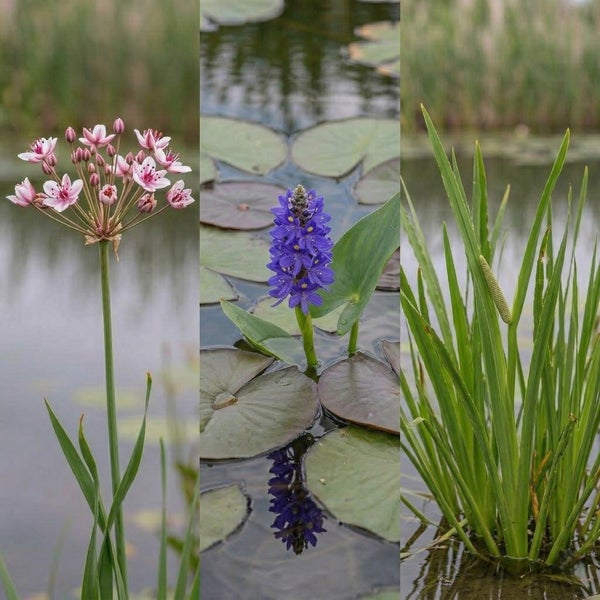 Verschiedene Wasserpflanzen: Schwanenblume mit rosa Blüten, Hechtkraut mit violetten Blüten und Kalmus mit grünen Blättern im Teich.