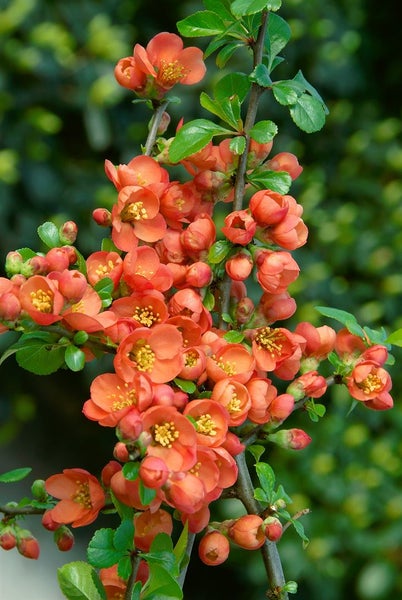 Chaenomeles japonica 'Cido', Zierquitte, gelb, 40–60 cm