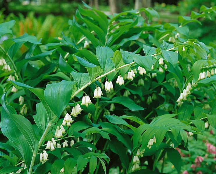 Polygonatum odoratum, Duftender Salomonssiegel, ca. 9x9 cm Topf