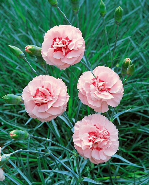 Dianthus plumarius 'Doris', Pfingstnelke, rosa, ca. 9x9 cm Topf