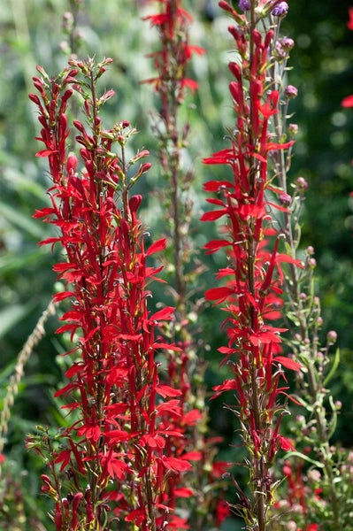 Lobelia cardinalis, Kardinalslobelie, leuchtend rot, ca. 9x9 cm Topf