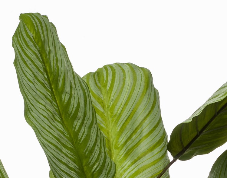 Künstliche Pflanze mit grünem gelapptem Blatt und braunen strukturierten Stielen.