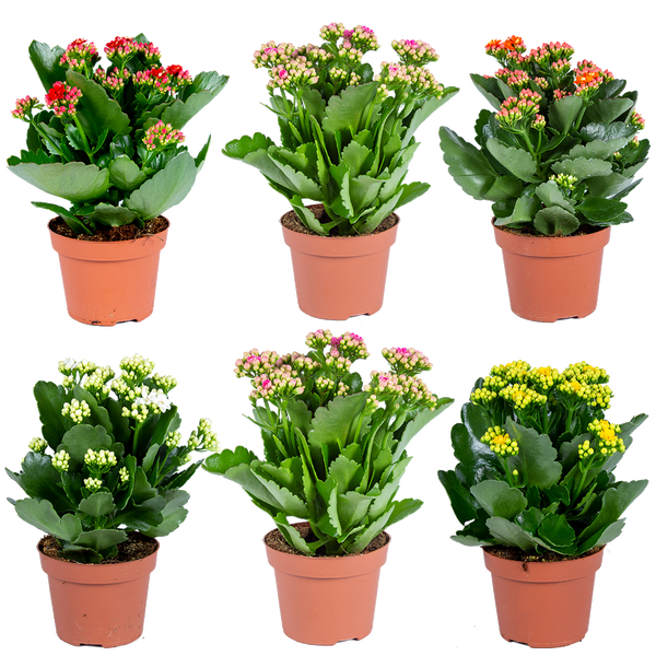 Kalanchoe-Zimmerpflanzen mit verschiedenfarbigen Blüten in Töpfen.