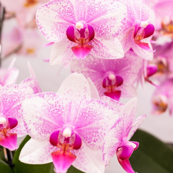 Kolibri Orchids Rosa Phalaenopsis Orchidee Mineral Rotterdam Topfgröße 9cm blühende Topfpflanze frisch vom Züchter