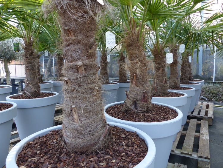 XXL Palme winterhart inkl. Pflanzkübel, 180 - 210 cm Trachycarpus fortunei, Hanfpalme, Top-Qualität