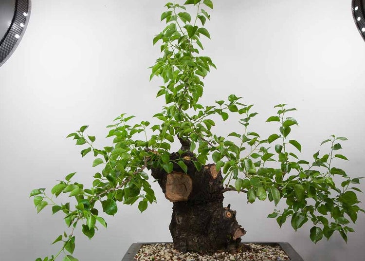 SAFLAX  - Felsenkirsche - Prunus mahaleb - 30 Samen