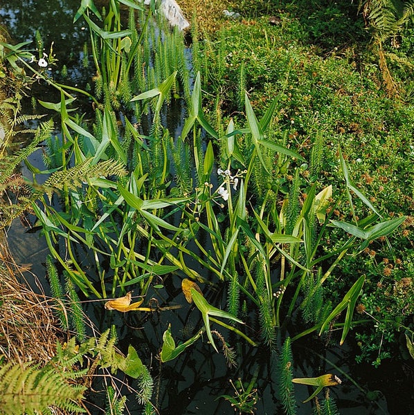 Sagittaria sagittifolia ssp. sagittifolia, Pfeilkraut, ca. 9x9 cm Topf