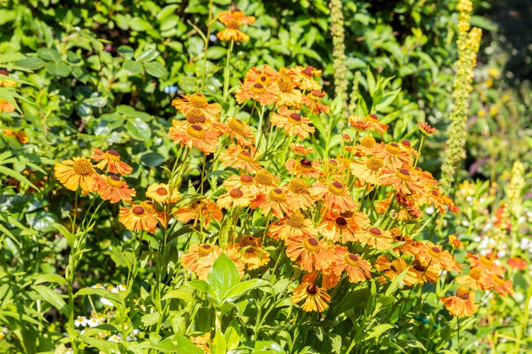 Blühende Sonnenbraut im Garten