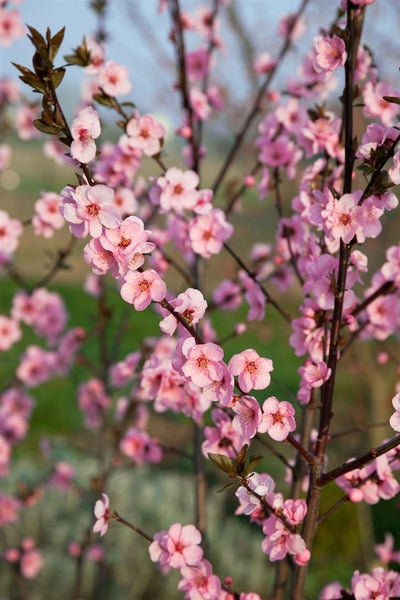 Blühender Zierpfirsichbaum mit zahlreichen rosafarbenen Blüten an dunklen Zweigen im Garten